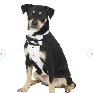 Frisco dog tuxedo